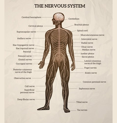 Human Body Central Brain Spinal Cord