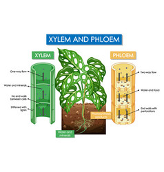 Diagram Showing Xylem And Phloem Plant