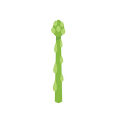 Asparagus Plant Icon Flat Spring Food