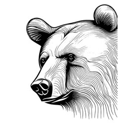 Bear Animal For Design Sketch