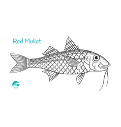 Red Mullet Hand-drawn