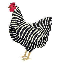 Plymouth Rock Breed Domestic Chicken