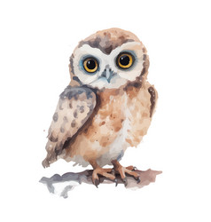 Owl Hand Painted Watercolor Isolated On White