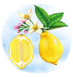 Watercolor Botanical Half Lemon And Lemon Branch