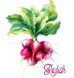 Radish Isolated Watercolor Fresh Spring