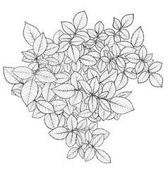 Rose Leaf Composition Sketch