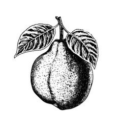 Guava Drawing Isolated Hand Drawn Engraved Style