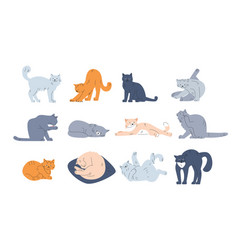 Cute Funny Cats Collection Kitten Character Sleep