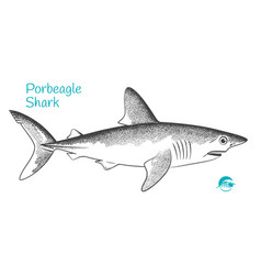 Porbeagle Hand-drawn