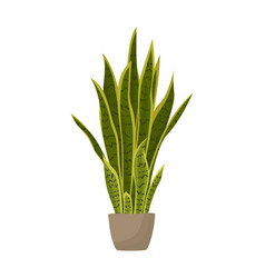 Snake Plant In Ceramic Pot Potted Sansevieria