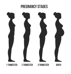 Infographics of pregnancy trimesters Royalty Free Vector