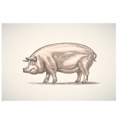 Pig In Graphic Style Painted Color Hand-drawn