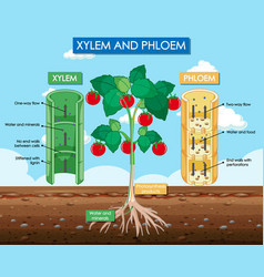 Diagram Showing Xylem And Phloem Plant