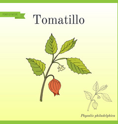 Tomatillo Physalis Philadelphica Or Husk Tomato