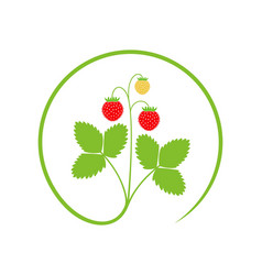 Wild Strawberry