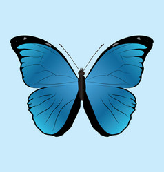 Morpho Menelaus Butterfly