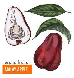 Malay Apple Color