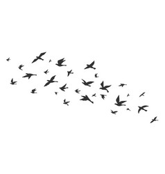 Flying Bird Free Birds Flock In Flight Black