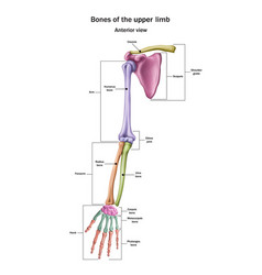 Snn Bones Upper Limb With Name