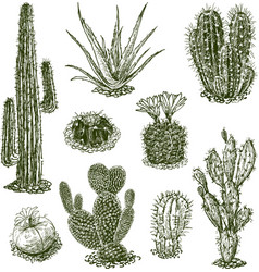 Cactus Sketch Vector Images (over 6,700)