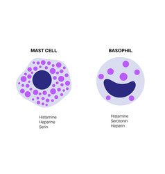 Basophil And Mast Cell