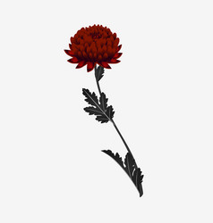 Chrysanthemum Flower On White Background