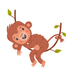 Funny Cute Baby Monkey Hanging On Vine African