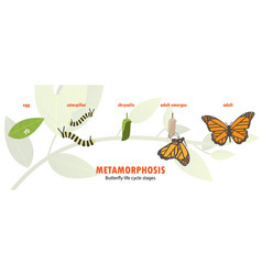 Butterfly Life Cycle Metamorphosis