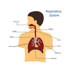 Human Respiratory System