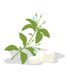 Stevia Plant Sweetener