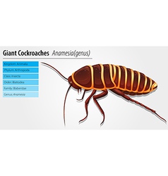 Giant Cockroach - Anamesia