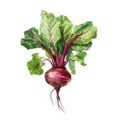 Fresh Organic Ripe Common Beet Vegetable