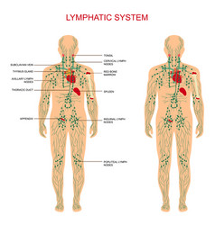 Lymphatic System