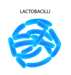 Lactobacillus Infographics