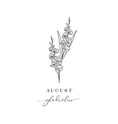 Gladiolus August Hand Drawn Birth Flowers