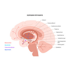 Dopamine Pathway Concept