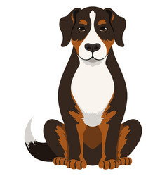 Sennenhund Icon Swiss Mountain Dog Pure Breed