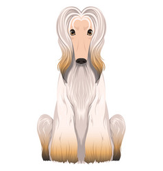 Afghan Hound Icon Cartoon White Dog Breed