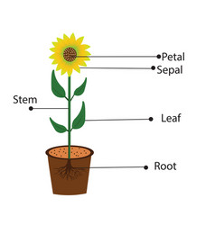 Of Parts Of Sunflower