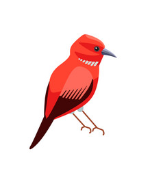 Exotic Red Bird Apapane Hawaiian Honeycreeper