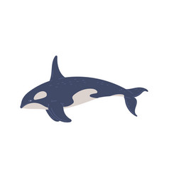 Killer Whale Cute Marine