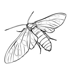 Moth Butterfly Drawing Black And White Coloring