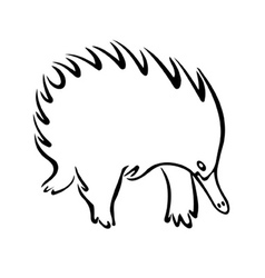 Echidna