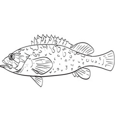 Grass Rockfish Side View Cartoon Drawing