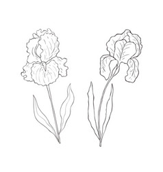 Line Art Iris Birth Month Flower