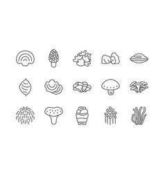 Medicinal Mushroom Line Icon Set