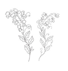 Line Art Sweet Pea Birth Month Flower