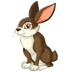 Adorable Brown And White Rabbit Graphic