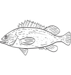 Kelp Rockfish Side View Cartoon Drawing