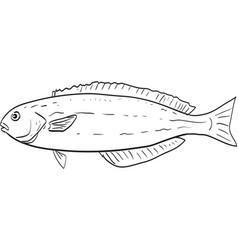 Ocean Whitefish Side View Cartoon Drawing